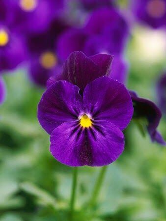 decoracao-com-flores-do-campo-flor-violeta