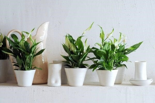 7 plantas de banheiro para decorar o ambiente - Toalhas Appel