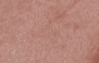ROSA MADEIRA - 9086