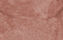 ROSA MADEIRA - 9086