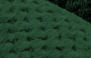 PINNUS - 9053
